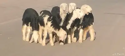 رخار نجد العدد 5 رخال 1 خاروف 7