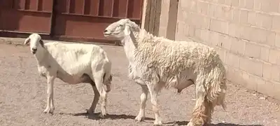 فحل حري مشروط النسف والقريع السن رباع 4
