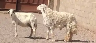 فحل حري مشروط النسف والقريع السن رباع 0