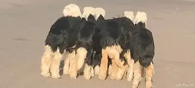 رخار نجد العدد 5 رخال 1 خاروف 6