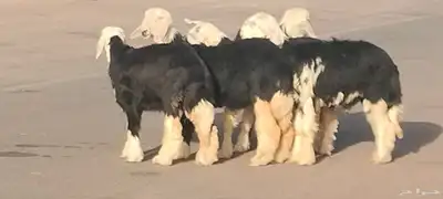 رخار نجد العدد 5 رخال 1 خاروف 0