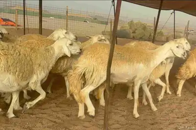 غنم حريات دفيع 7