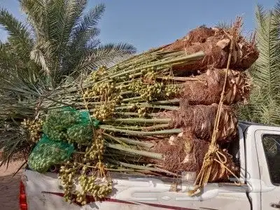 السلام عليكم ورحمه الله وبركاته طيب نخليه يستمر ونخرج زينه و 9