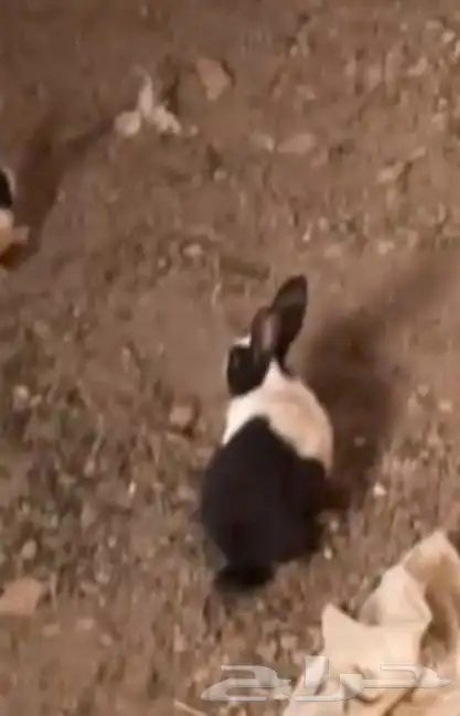 ارانب للبيع ارصاصيه والده 2 والبني ابوهم وحده لونه ابيض مع 3