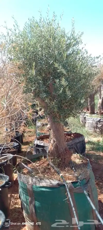 شجر زيتون معمر 0