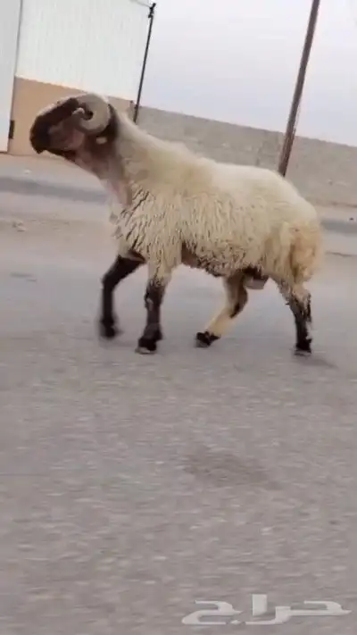 فحل نعيمي صنف للبيع 2