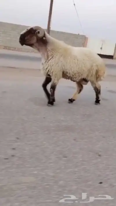 فحل نعيمي صنف للبيع 4