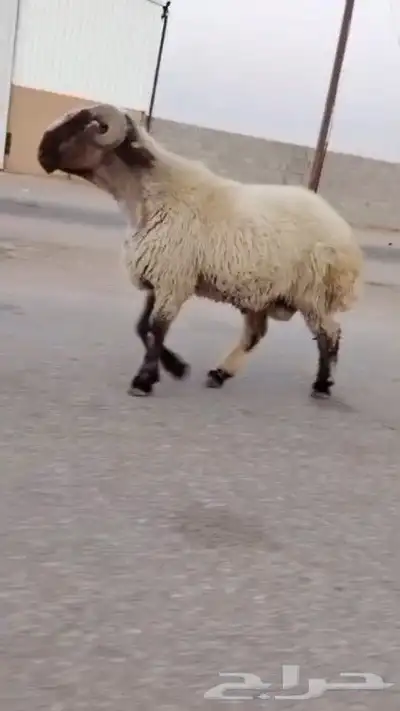 فحل نعيمي صنف للبيع 1