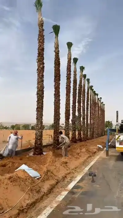 خلاص عجوه صقعي برحي حلوه مكتومي برني صفاوى غر شيش 3