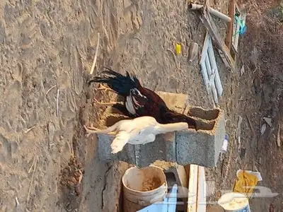 دجاج باكستاني للبيع 3