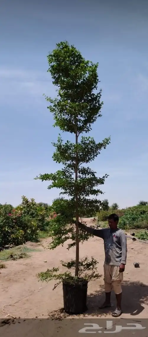 اشجار ضال كبيرة 1