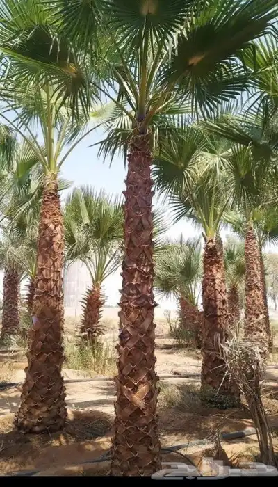 يوجد لدينا فروخ جميع انواع النخل من يحب يغرس نخل او فروخ 3