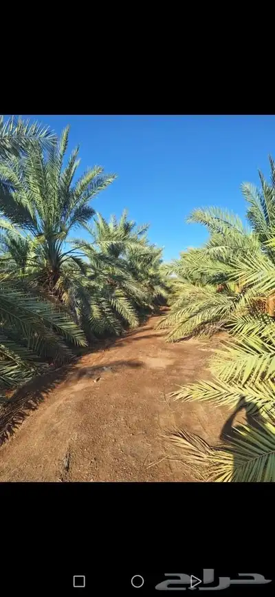 مزرعة بالمليليح المليليح عجوه صفاوي 8