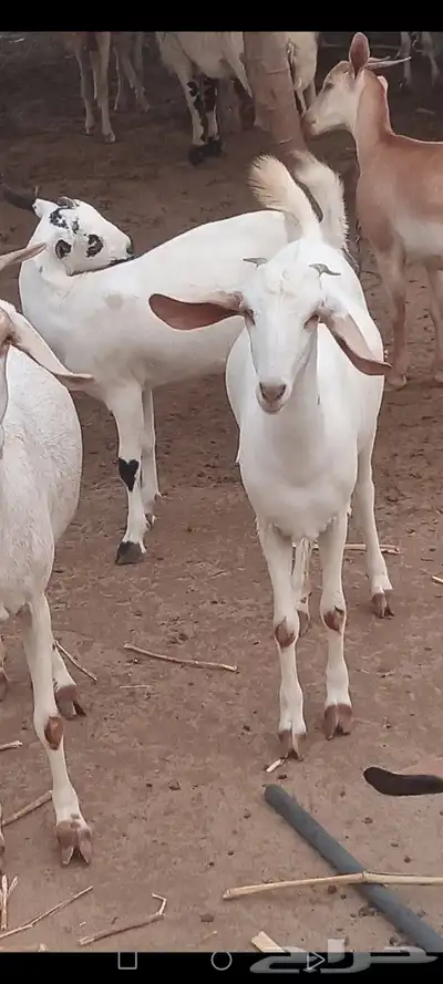 عندي غنم بيشيات للبيع جدعيات 1