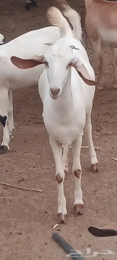عندي غنم بيشيات للبيع جدعيات 0