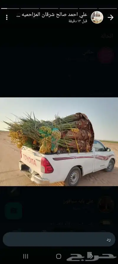 توريد جميع انواع النخل وتكريب جميع انواع النخل 3