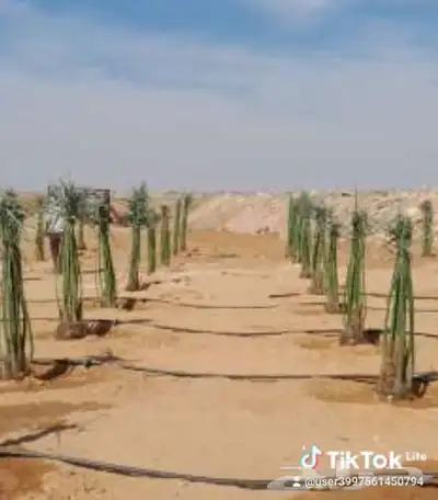 يوجد لدينا فروخ جميع انواع النخل من يحب يغرس نخل او فروخ 2