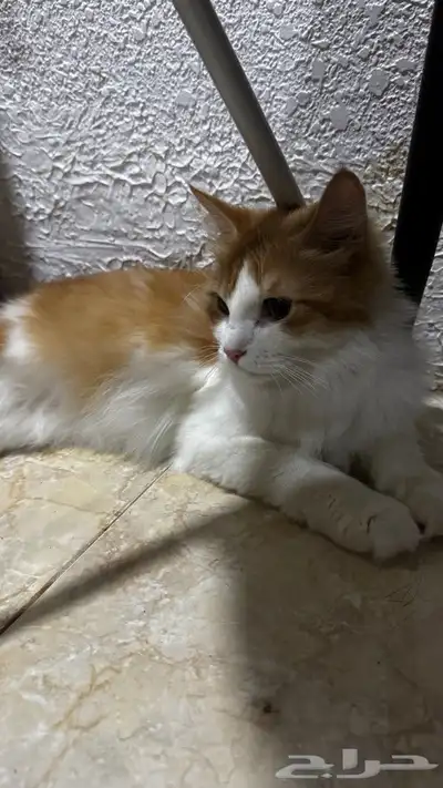 قطط لتبني 4