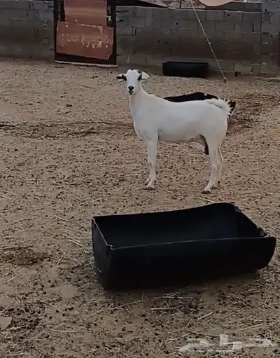 الباحه 0