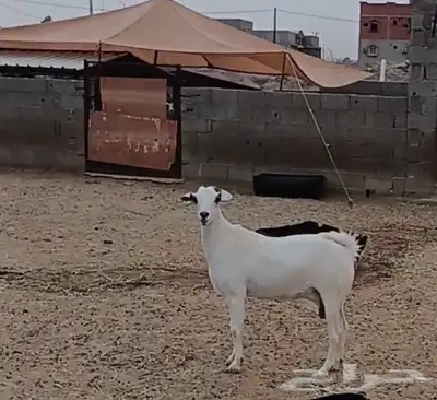 الباحه 2