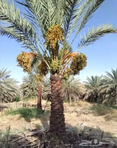 السلام عليكم ورحمه الله وبركاته طيب نخليه يستمر ونخرج زينه و 0