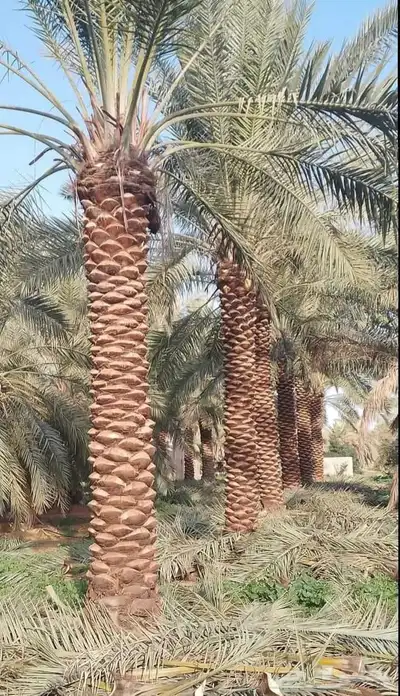 خلاص عجوه صقعي برحي حلوه مكتومي برني صفاوى غر شيش 8