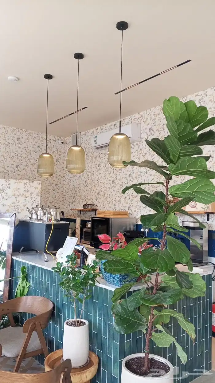 صباغ الأحساء 2