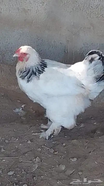 زوج فروخ براهما العمر 7 شهور 1