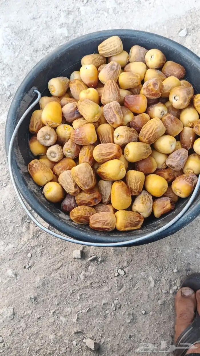 مناسيف سكري بيع 0