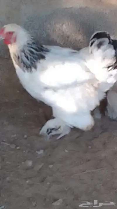زوج فروخ براهما العمر 7 شهور 2