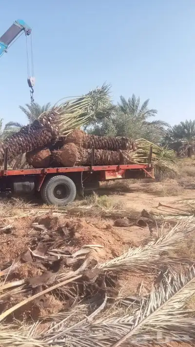 يوجد لدينا فروخ جميع انواع النخل من يحب يغرس نخل او فروخ 9