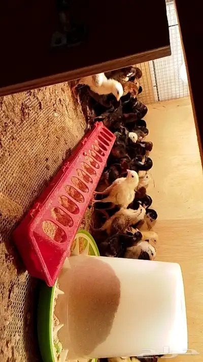 السلام عليكم صوص دجاج بلدي العدد حوالي 300 العمر 20 يوم 0