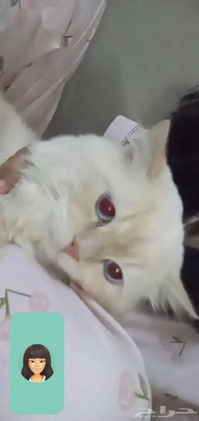 قط ذكر للتبني 1