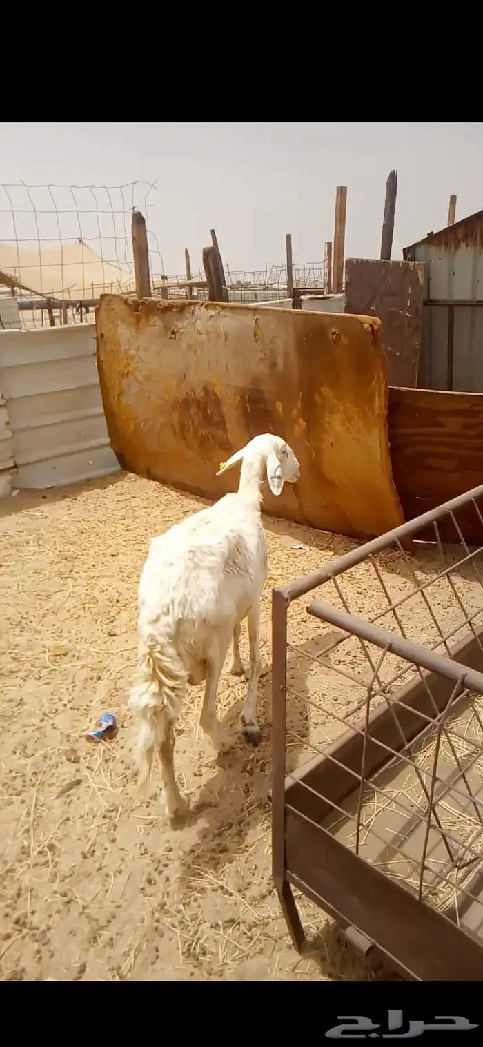 نعجه 1