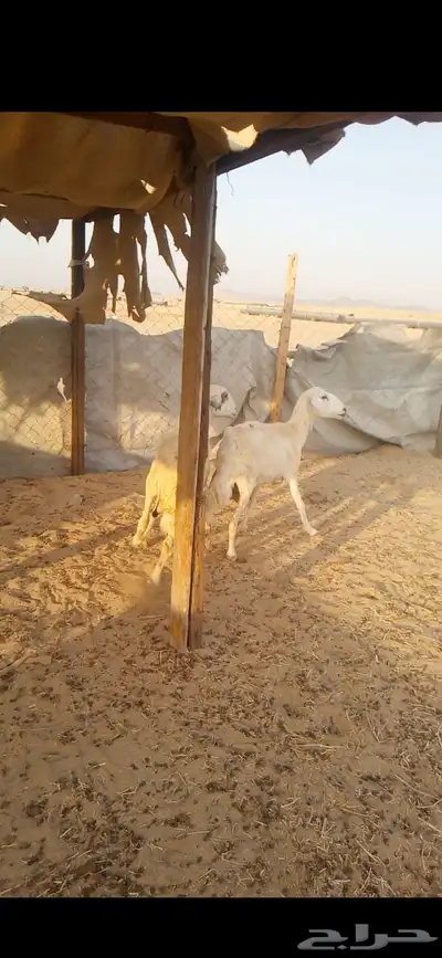 انعاش حريات 1