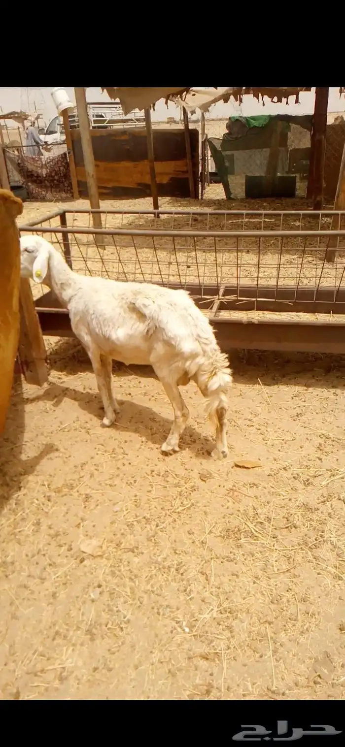 نعجه 0