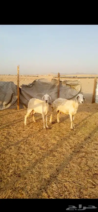 انعاش حريات 0
