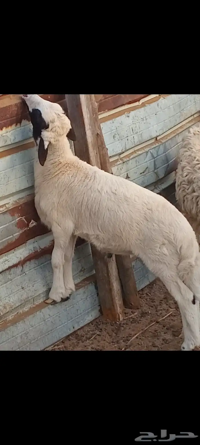 خروفين حري العمر 4شهور تقريبا للبيع 2