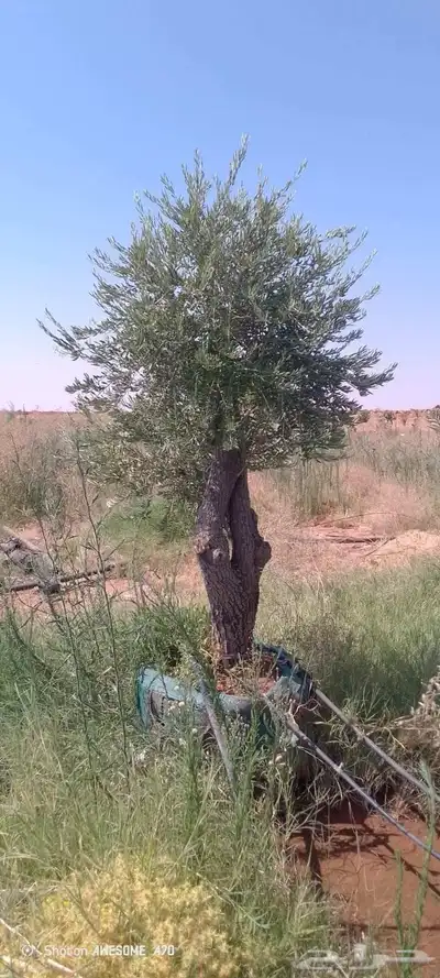 شجر زيتون معمر 1