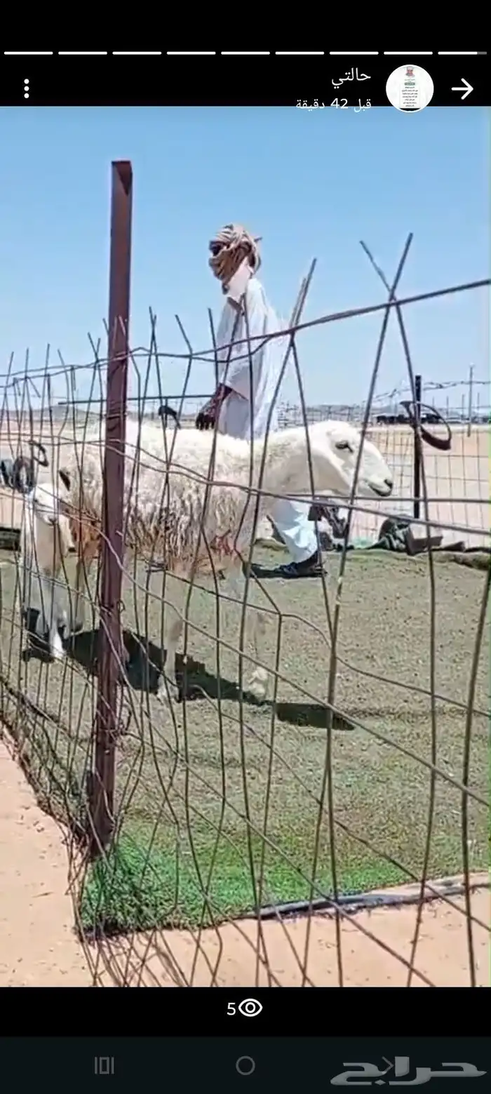 شاه والد صنف تم البيع 0