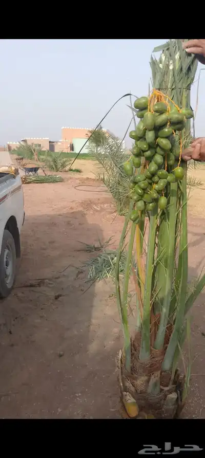 يوجد لدينا فروخ جميع انواع النخل من يحب يغرس نخل او فروخ 8