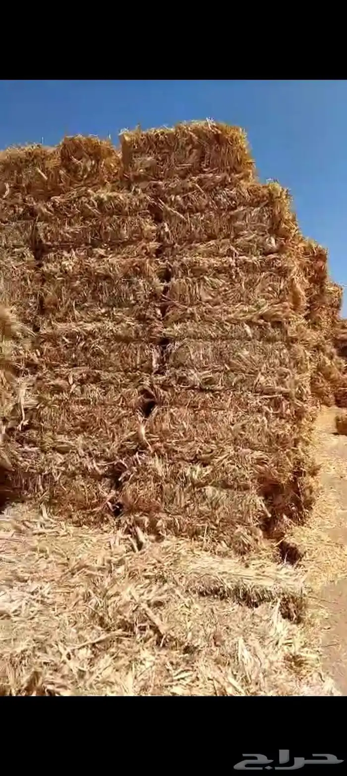 ذرة شاميه حبشيه شد جوندير 0