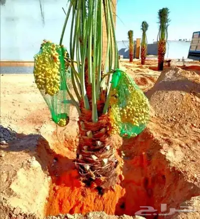 توريد جميع انواع النخل وتكريب جميع انواع النخل 2