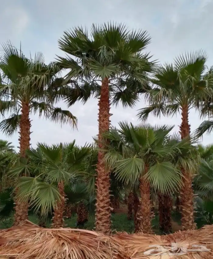 يوجد لدينا نخل واشنطني زينه بكل المقاسات وبسعار مناسبه 1