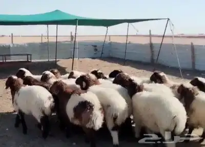 للبيع رخال نعيم مراح واحد طيبه 1