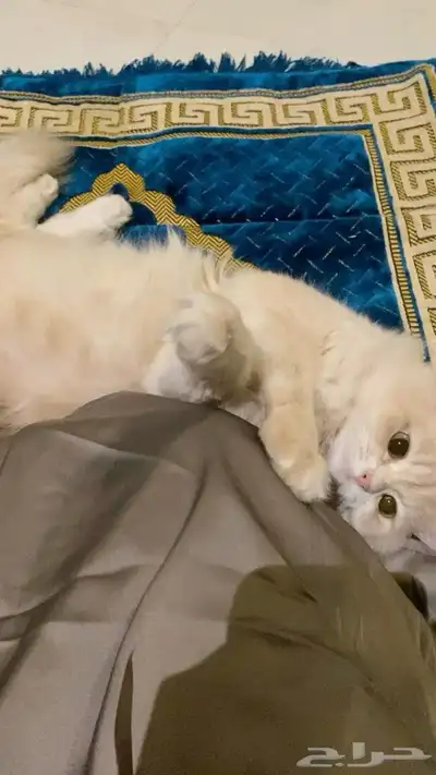قط ذكر للتبني 2