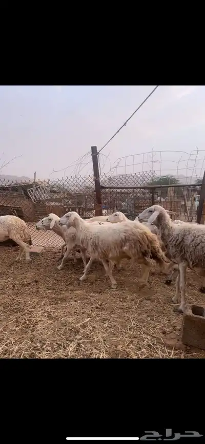 ضان دفيع ومضاريع 2