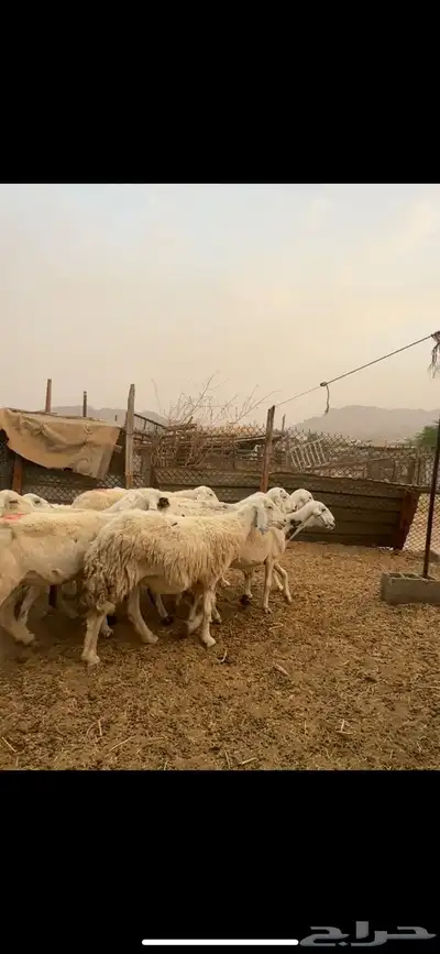 ضان دفيع ومضاريع 4