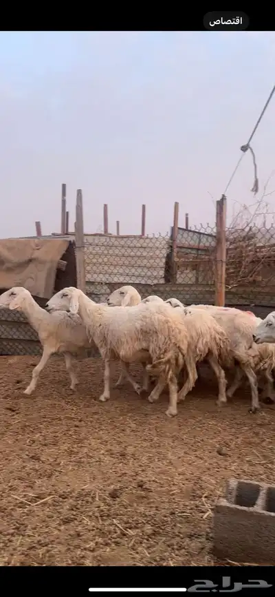 ضان دفيع ومضاريع 1