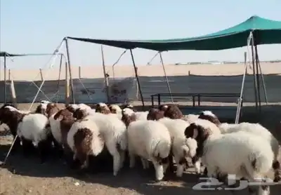 للبيع رخال نعيم مراح واحد طيبه 0